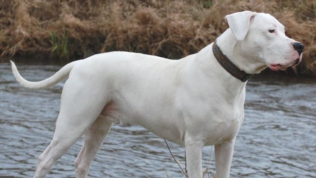 Argentine Dogo The Dogo Argentino is a large, white, muscular dog that was developed in Argentina primarily for the purpose of big-game hunting, including wild boar;...